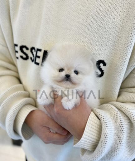 Pomeranian puppy for sale, dog for sale at Tagnimal