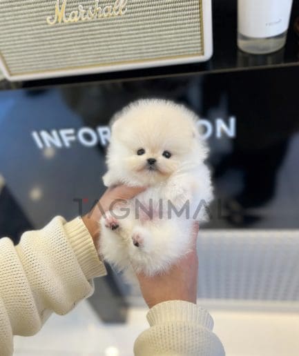 Pomeranian puppy for sale, dog for sale at Tagnimal