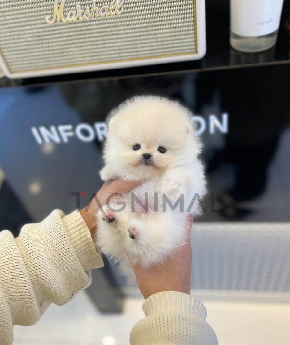 Pomeranian puppy for sale, dog for sale at Tagnimal