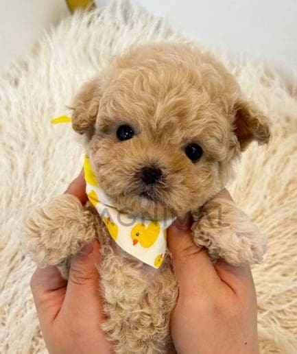 Maltipoo puppy for sale, dog for sale at Tagnimal