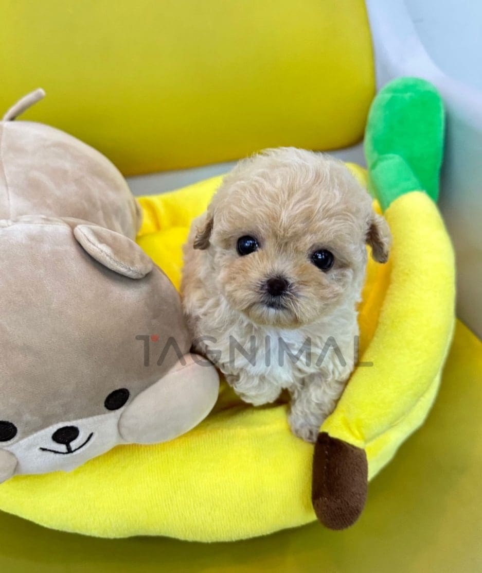 Maltipoo puppy for sale, dog for sale at Tagnimal