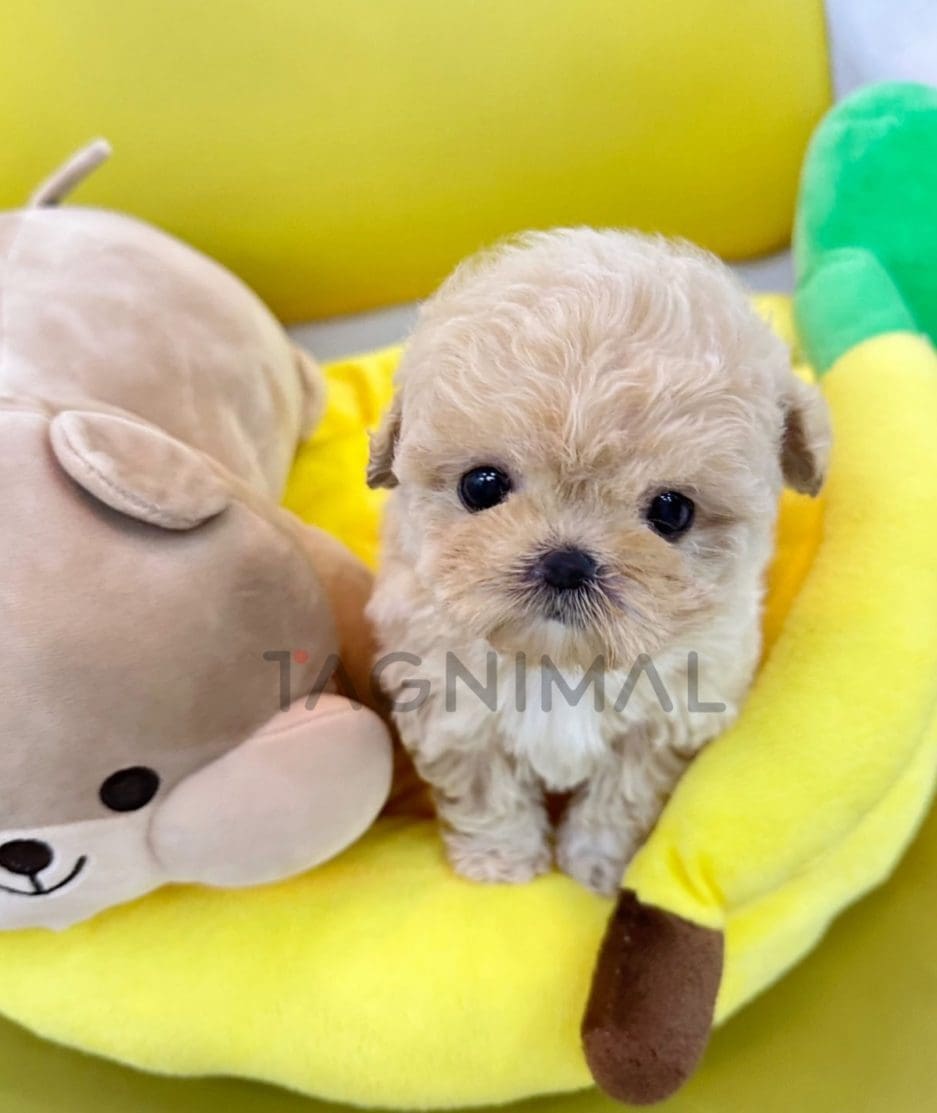 Maltipoo puppy for sale, dog for sale at Tagnimal