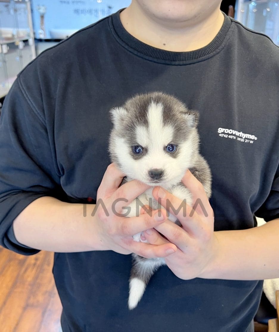 Pomsky puppy for sale, dog for sale at Tagnimal