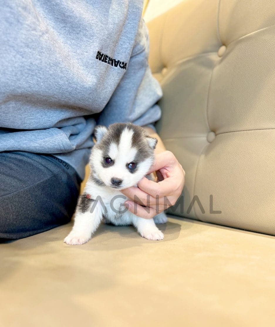 Pomsky puppy for sale, dog for sale at Tagnimal