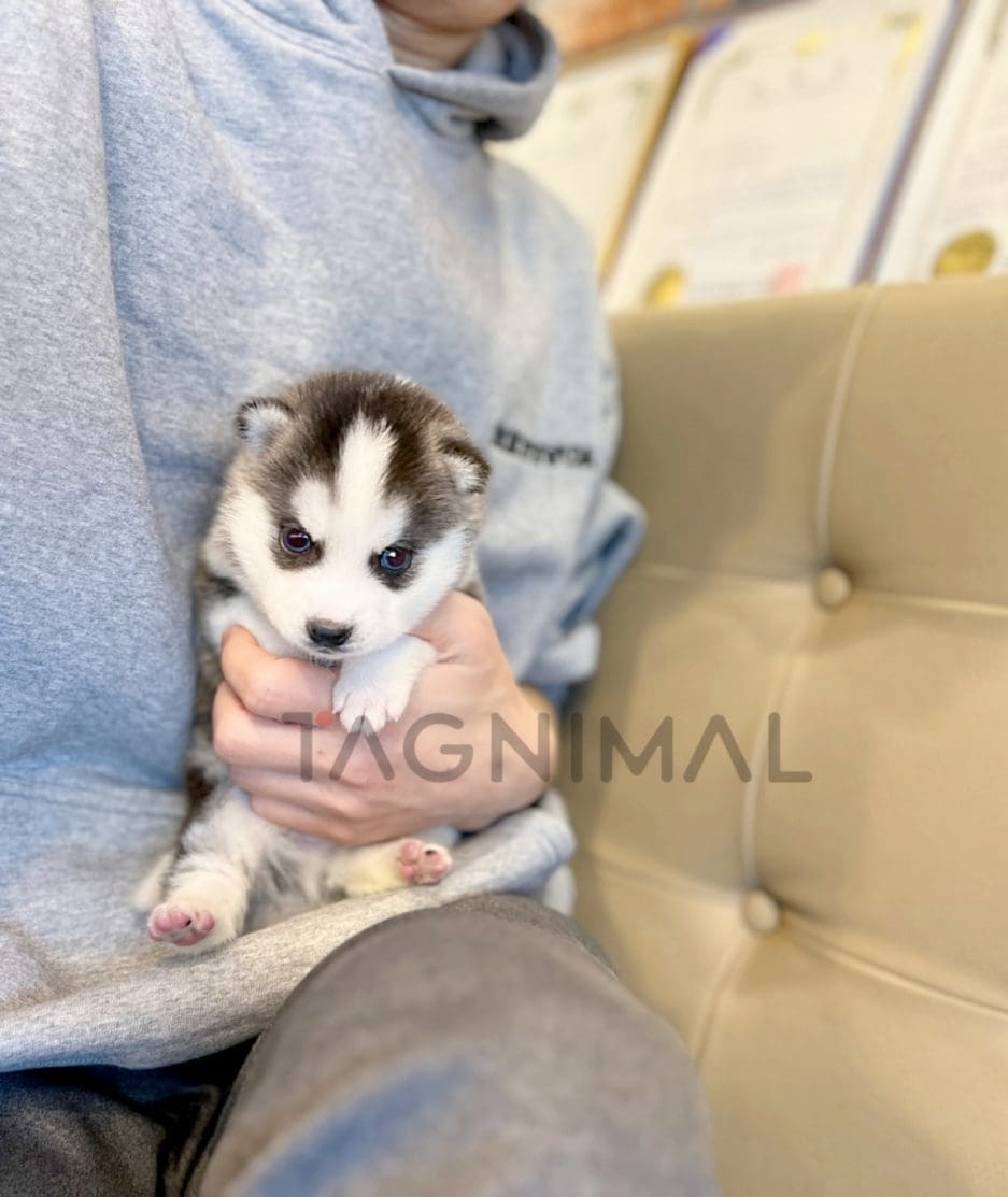 Pomsky puppy for sale, dog for sale at Tagnimal