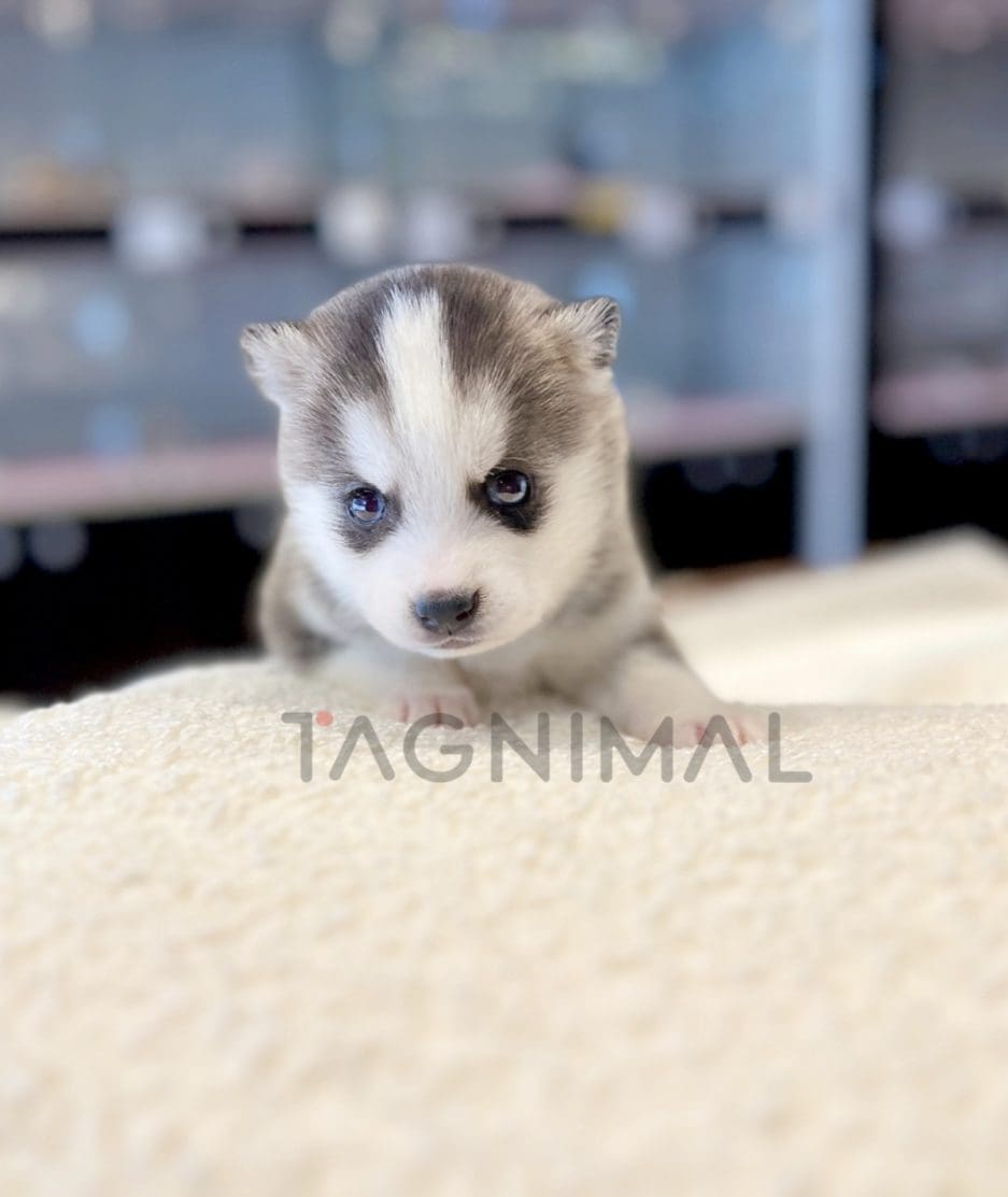 Pomsky puppy for sale, dog for sale at Tagnimal