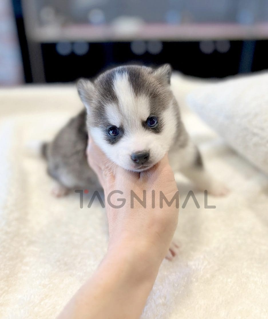 Pomsky puppy for sale, dog for sale at Tagnimal