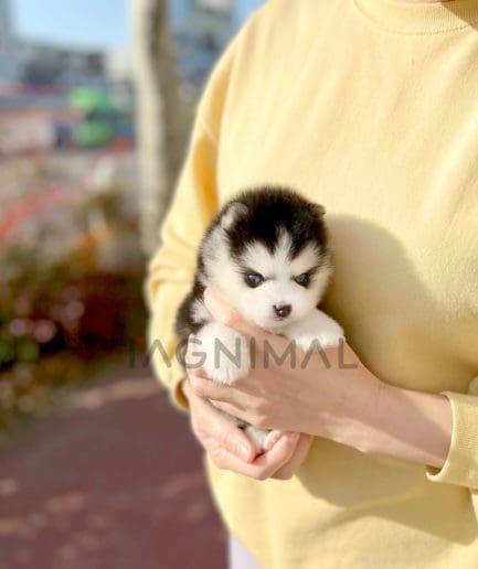 Pomsky puppy for sale, dog for sale at Tagnimal