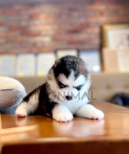 Pomsky puppy for sale, dog for sale at Tagnimal