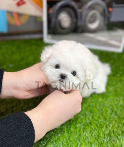 Bichon puppy for sale, dog for sale at Tagnimal