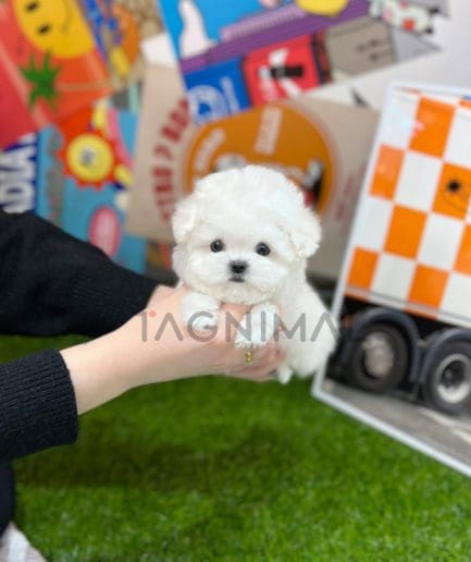 Bichon puppy for sale, dog for sale at Tagnimal