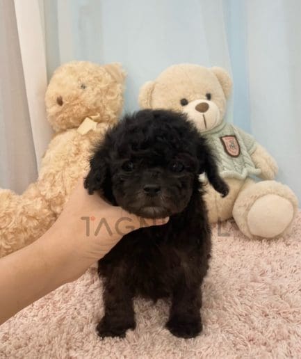 Poodle puppy for sale, dog for sale at Tagnimal