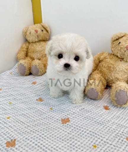 Maltese puppy for sale, dog for sale at Tagnimal