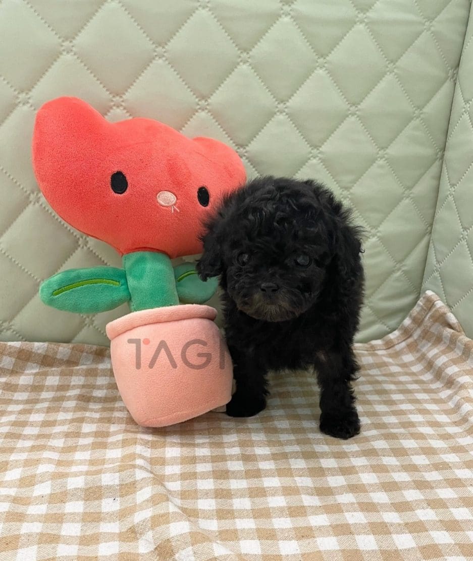 Poodle puppy for sale, dog for sale at Tagnimal