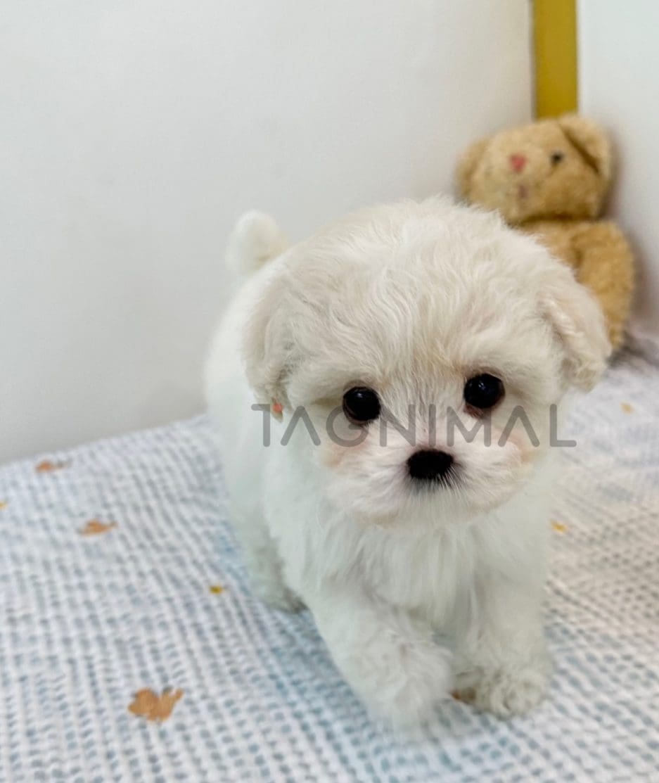 Maltese puppy for sale, dog for sale at Tagnimal