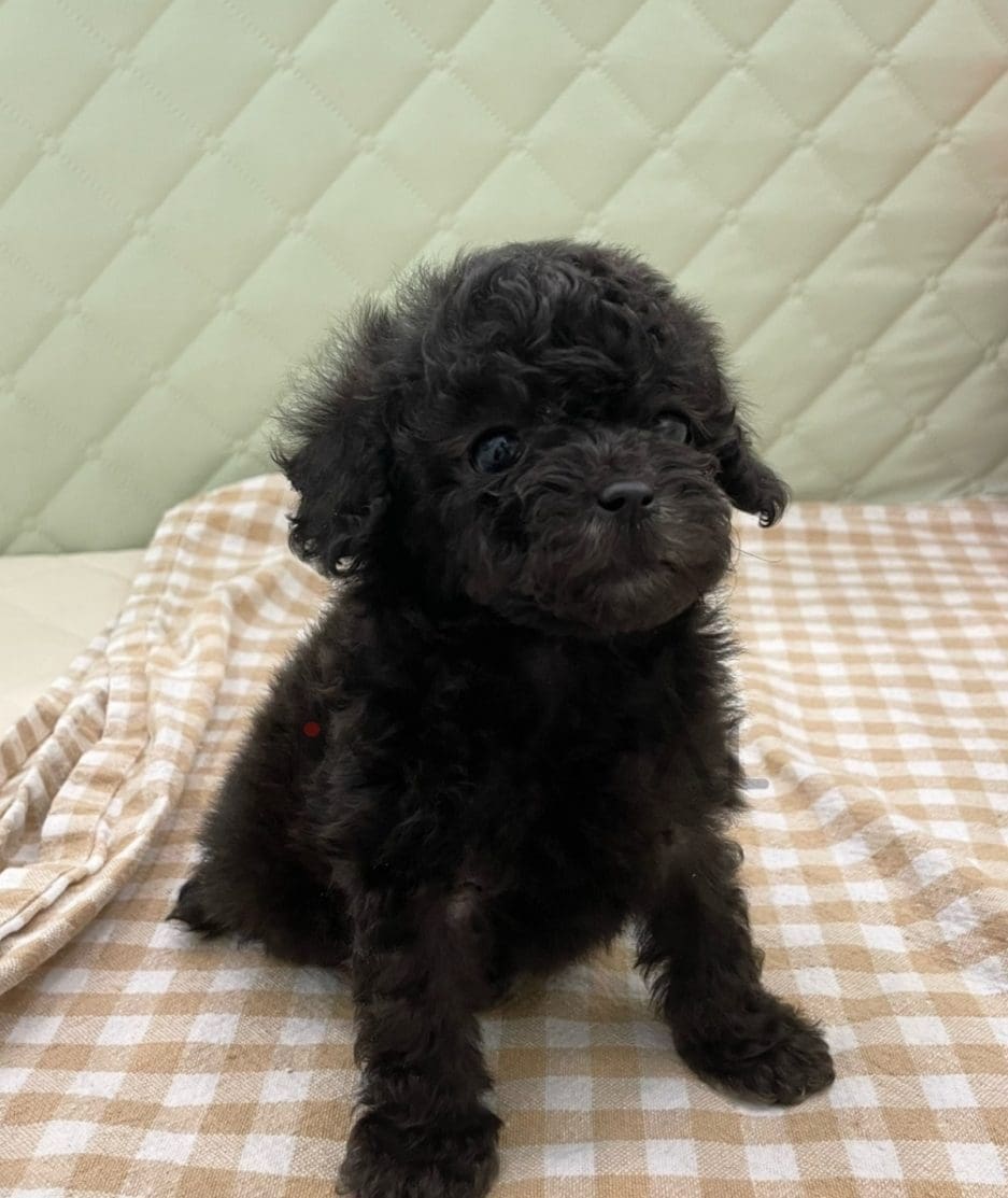 Poodle puppy for sale, dog for sale at Tagnimal