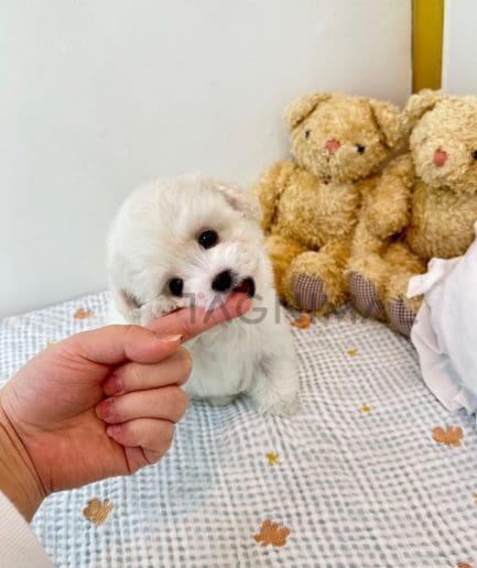 Maltese puppy for sale, dog for sale at Tagnimal