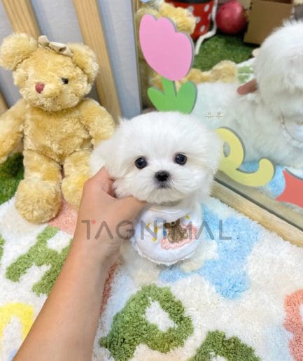 Maltese puppy for sale, dog for sale at Tagnimal