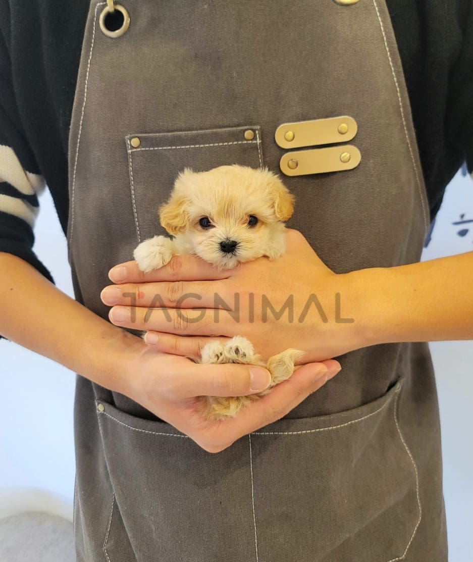 Maltipoo puppy for sale, dog for sale at Tagnimal