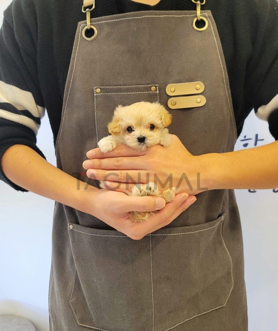 Maltipoo puppy for sale, dog for sale at Tagnimal