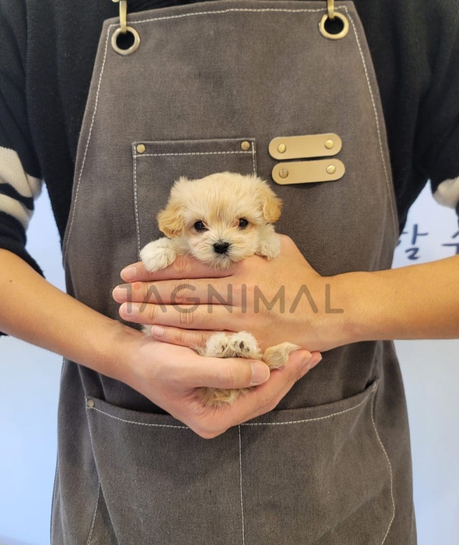 Maltipoo puppy for sale, dog for sale at Tagnimal