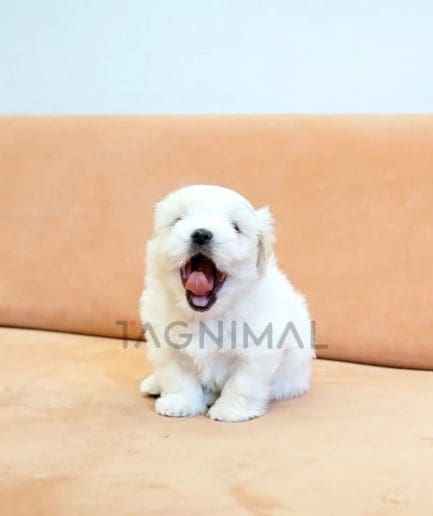 Coton de Tulear puppy for sale, dog for sale at Tagnimal