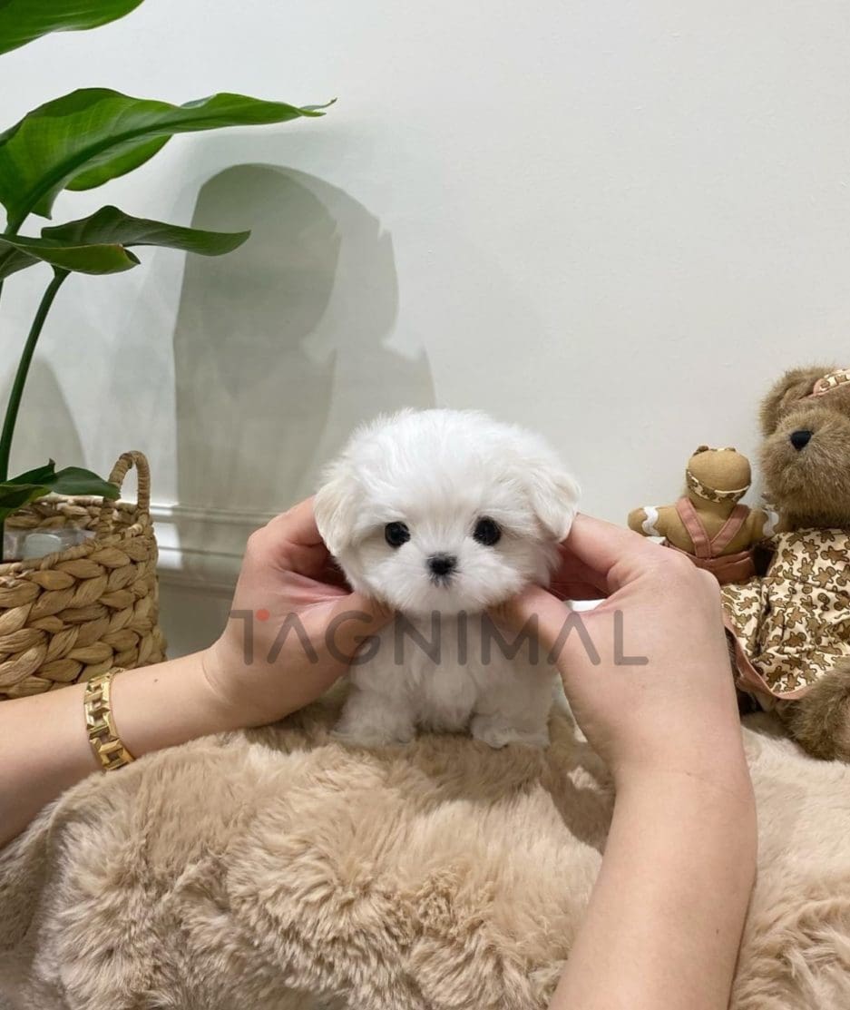 Maltese puppy for sale, dog for sale at Tagnimal