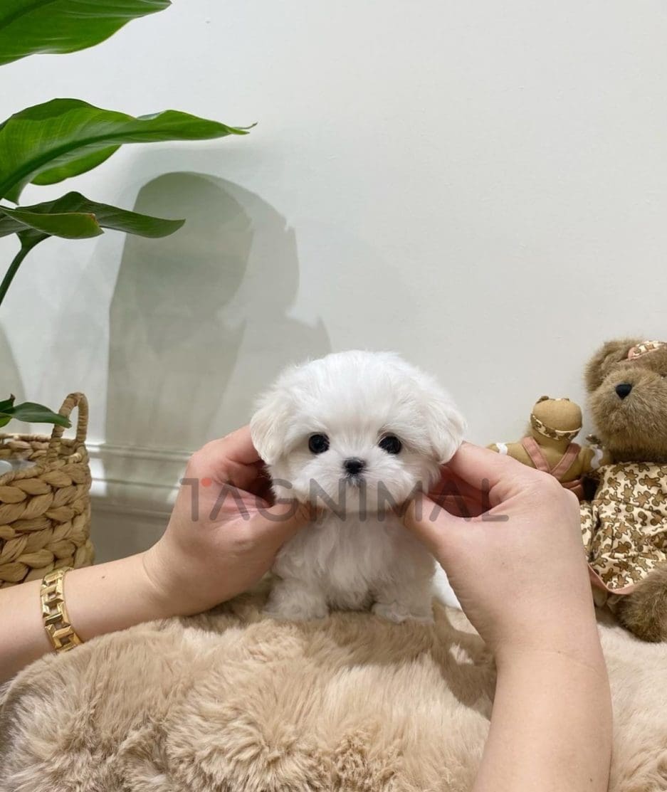 Maltese puppy for sale, dog for sale at Tagnimal