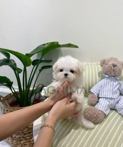 Maltese puppy for sale, dog for sale at Tagnimal