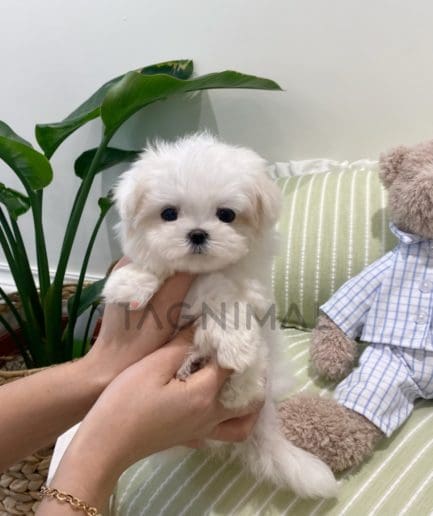 Maltese puppy for sale, dog for sale at Tagnimal