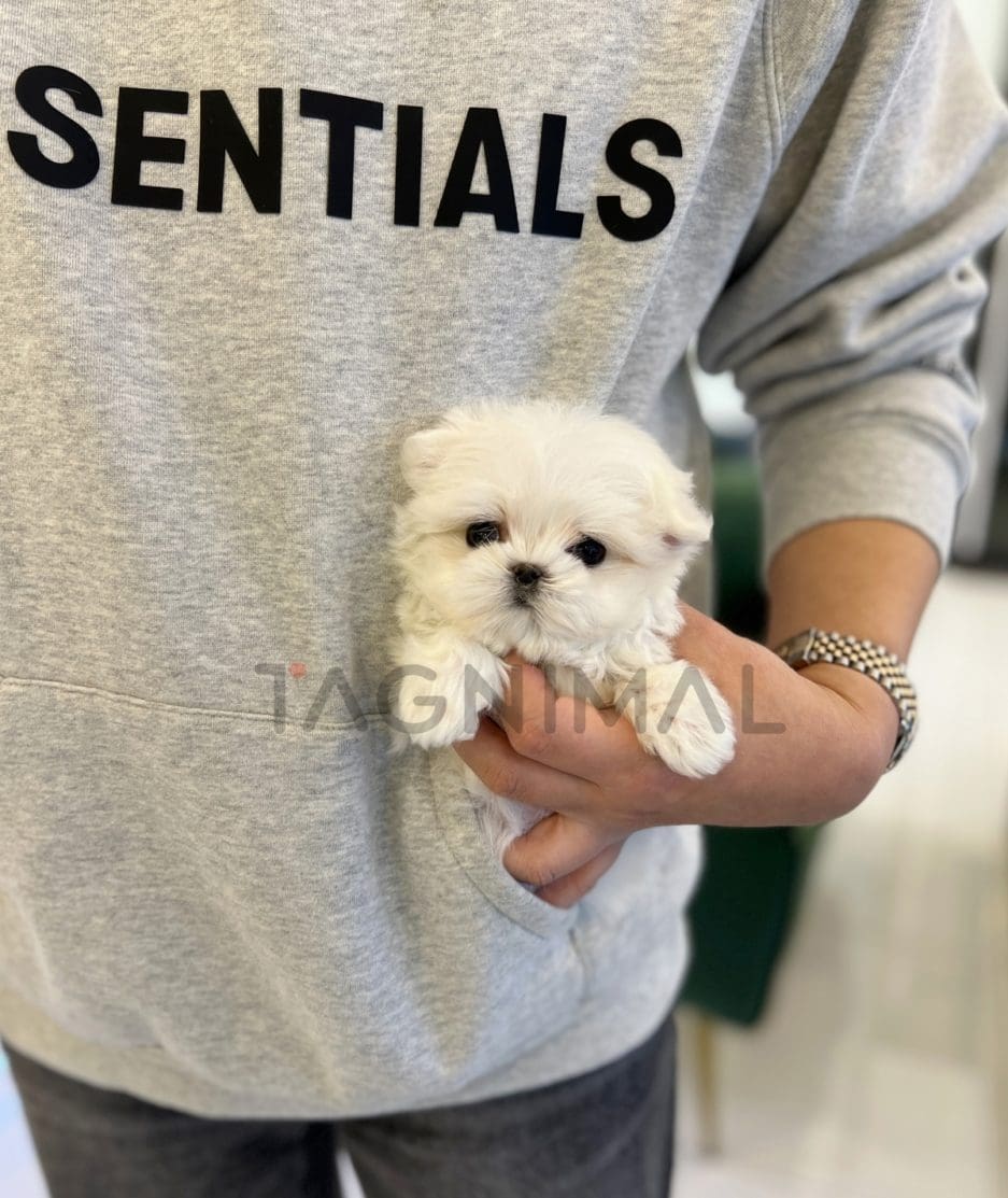 Maltese puppy for sale, dog for sale at Tagnimal