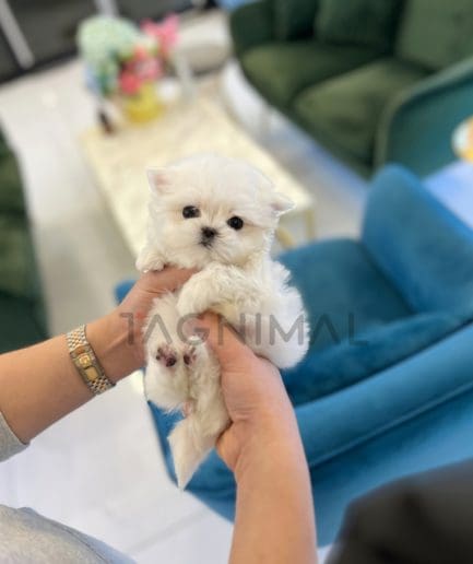 Maltese puppy for sale, dog for sale at Tagnimal