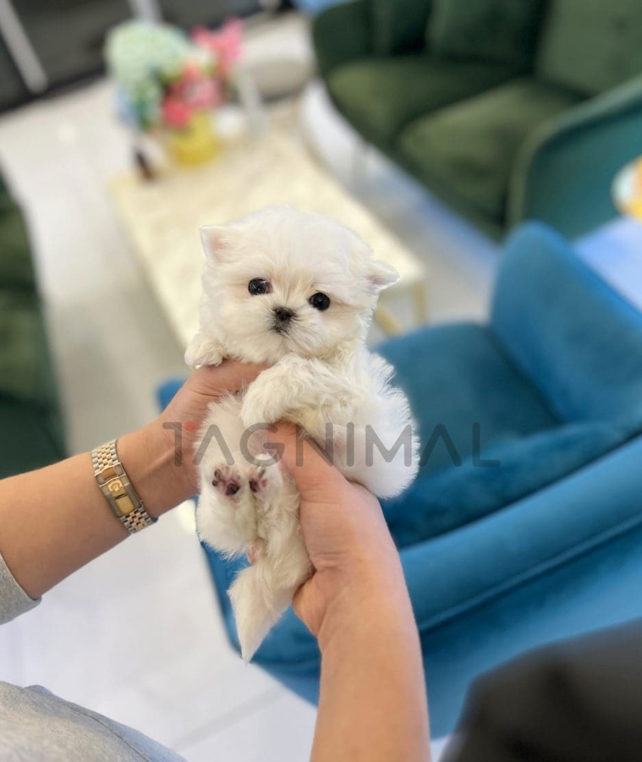 Maltese puppy for sale, dog for sale at Tagnimal