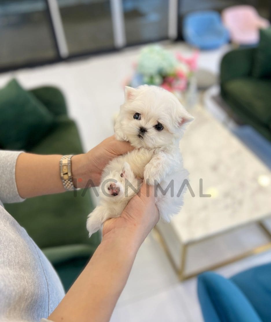 Maltese puppy for sale, dog for sale at Tagnimal