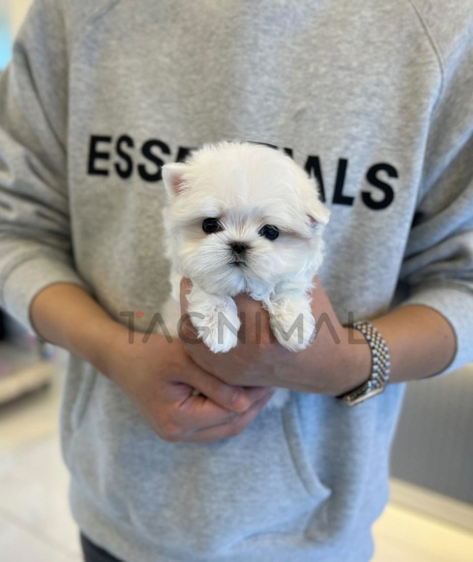 Maltese puppy for sale, dog for sale at Tagnimal