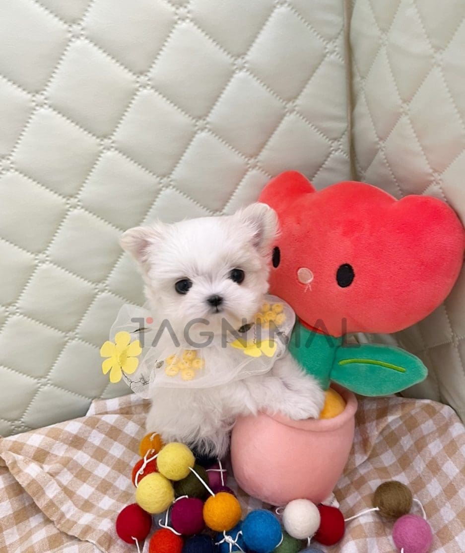 Maltese puppy for sale, dog for sale at Tagnimal