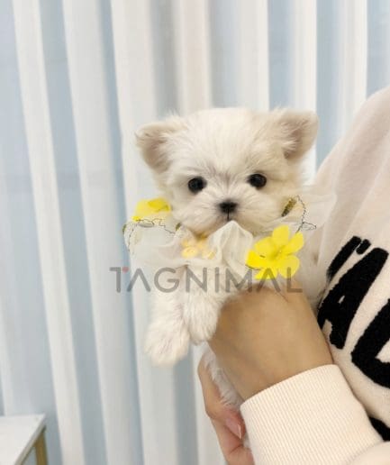 Maltese puppy for sale, dog for sale at Tagnimal