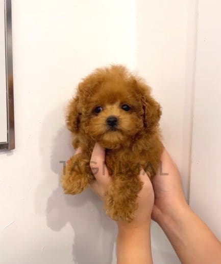 Poodle puppy for sale, dog for sale at Tagnimal