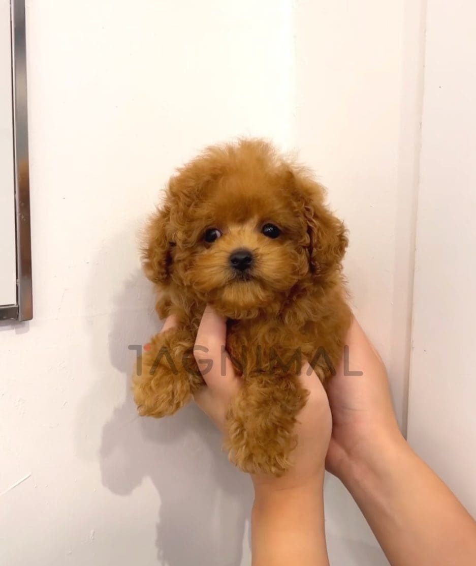 Poodle puppy for sale, dog for sale at Tagnimal