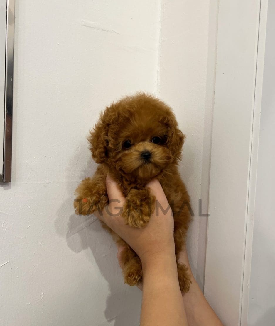 Poodle puppy for sale, dog for sale at Tagnimal