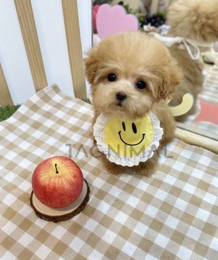 Maltipoo puppy for sale, dog for sale at Tagnimal