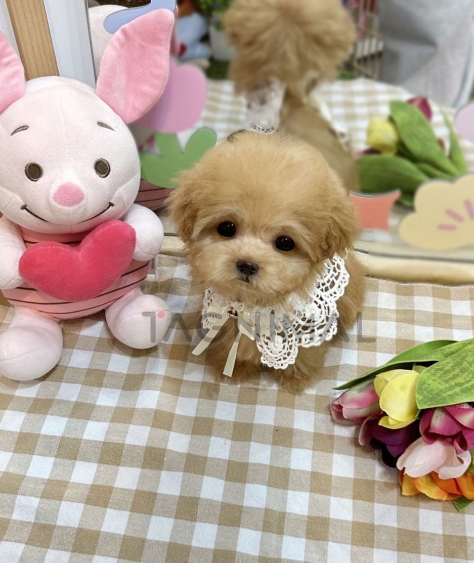 Maltipoo puppy for sale, dog for sale at Tagnimal