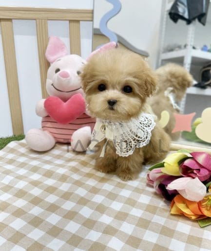 Maltipoo puppy for sale, dog for sale at Tagnimal