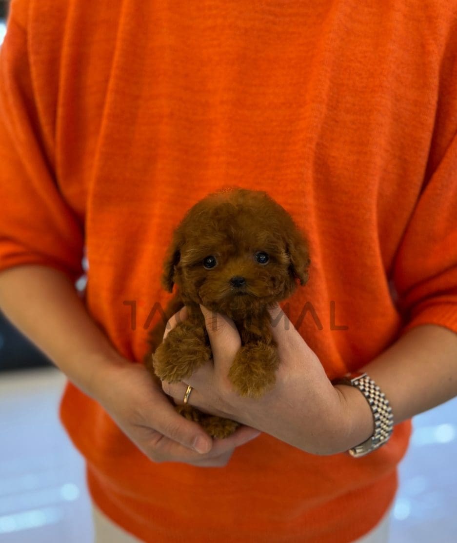 Poodle puppy for sale, dog for sale at Tagnimal