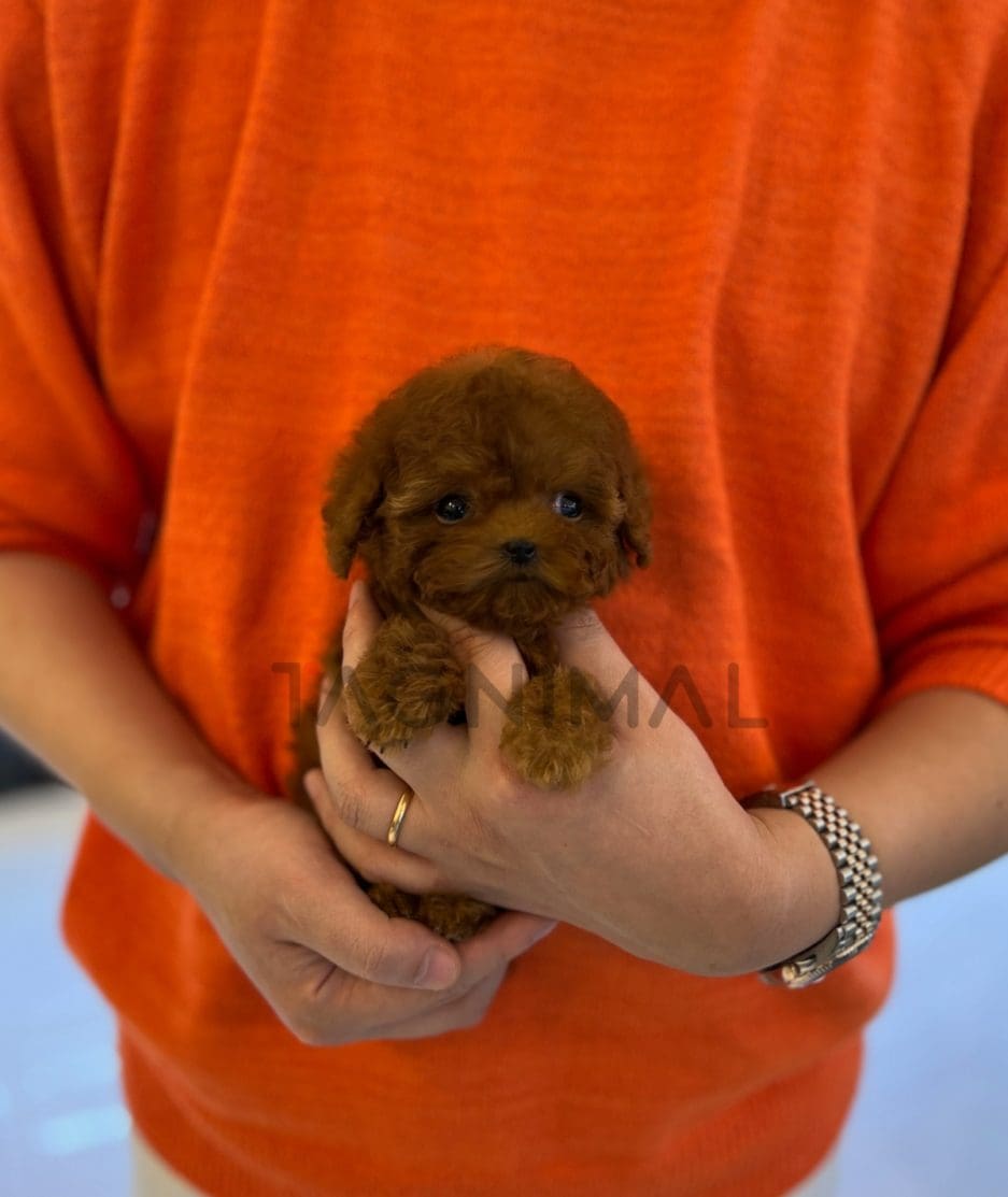 Poodle puppy for sale, dog for sale at Tagnimal