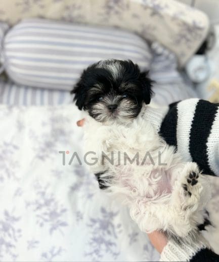 Maltipoo puppy for sale, dog for sale at Tagnimal