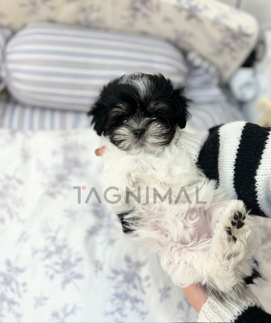 Maltipoo puppy for sale, dog for sale at Tagnimal