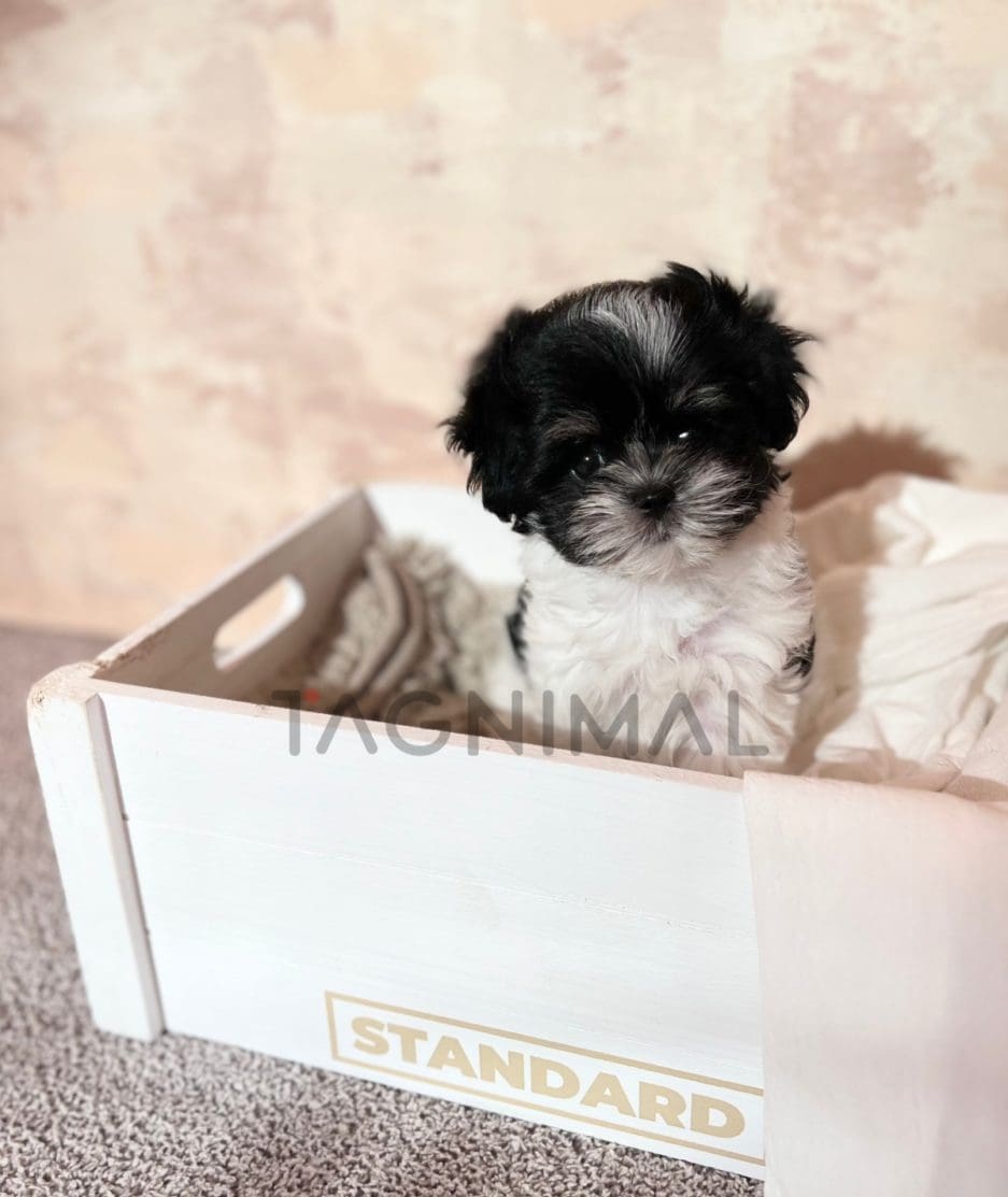 Maltipoo puppy for sale, dog for sale at Tagnimal