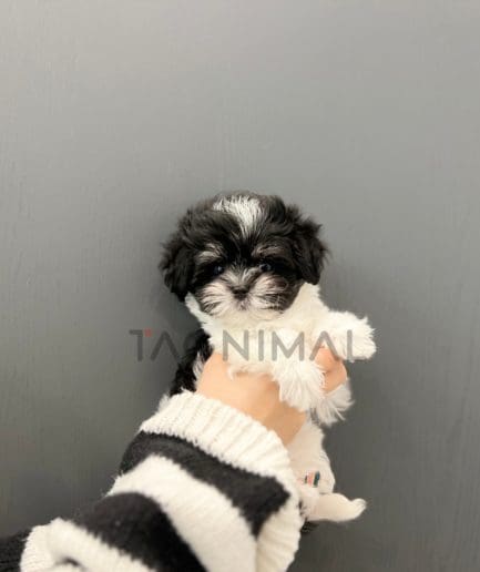 Maltipoo puppy for sale, dog for sale at Tagnimal