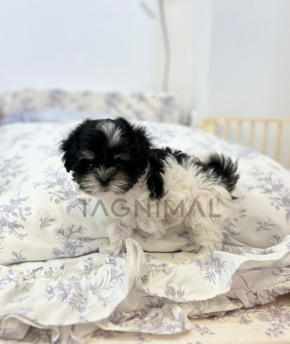 Maltipoo puppy for sale, dog for sale at Tagnimal